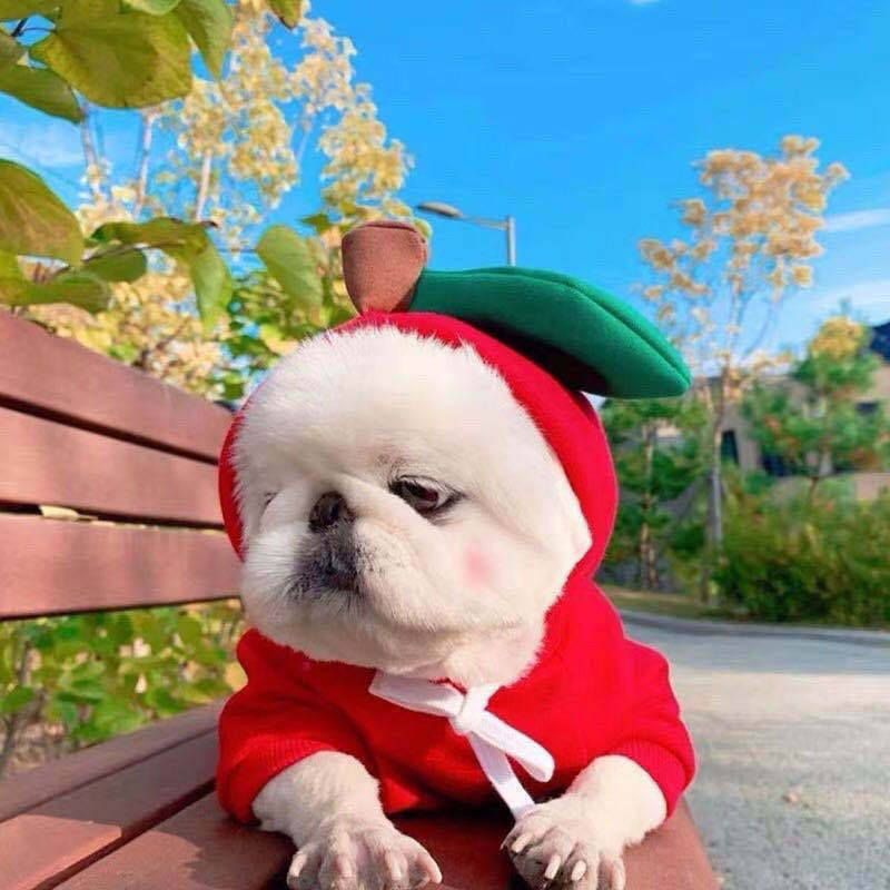 Fruit Dog Clothes For Small Dogs