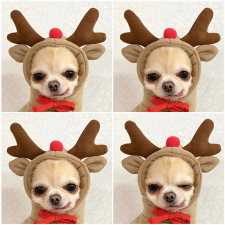 Fruit Dog Clothes For Small Dogs
