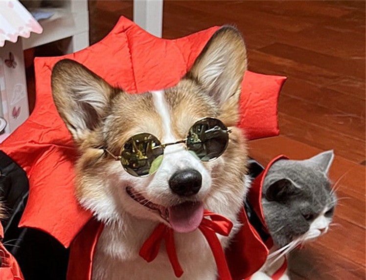Halloween Pet  Halloween Costume