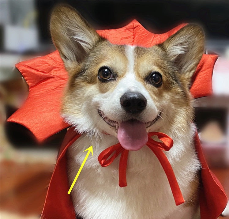 Halloween Pet  Halloween Costume
